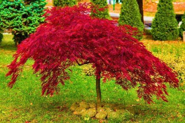 Picture of a healthy Japanese maple tree 