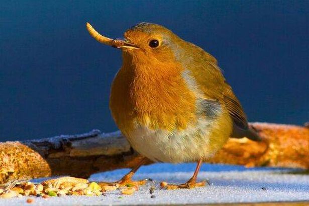 Picture of a robin eating fruit and mealworms 