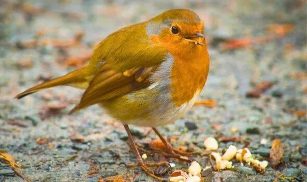 Picture of a robin eating peanuts 