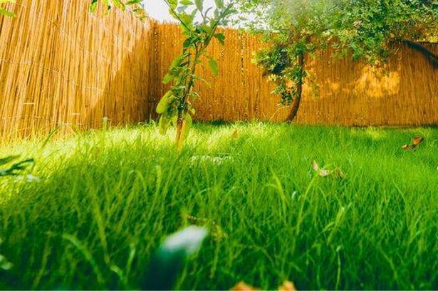 Picture of long grass in a garden