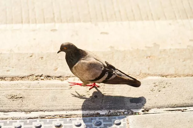 Close-up view of a pigeon walking along a city sidewalk under the bright sun, highlighting the details of its feathers and urban surroundings