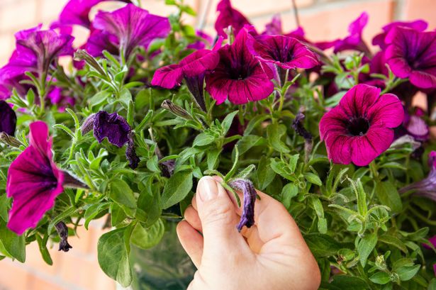A gardener pinching away their petunia flowers