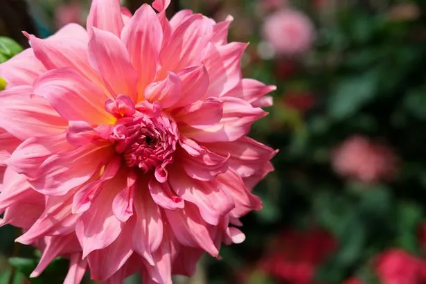 A close up shot of a Dahlia ‘Islander’
