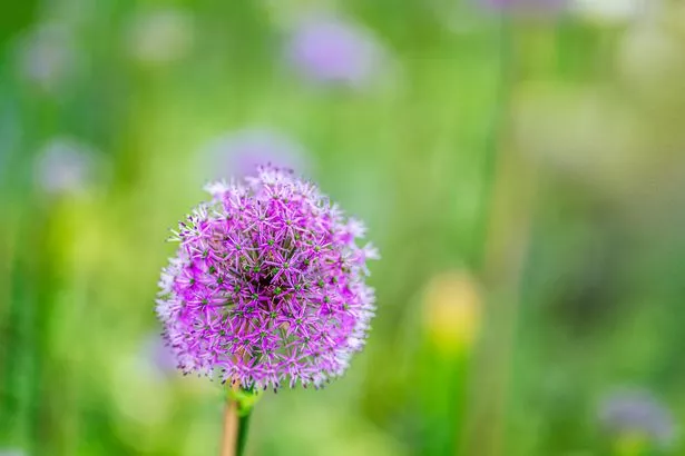 A beautiful purple allium