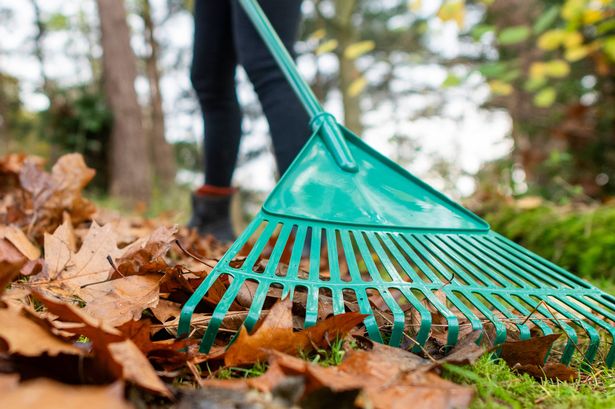 A woman rakes up a pile of autumn leaves in her back garden with a green plastic rake