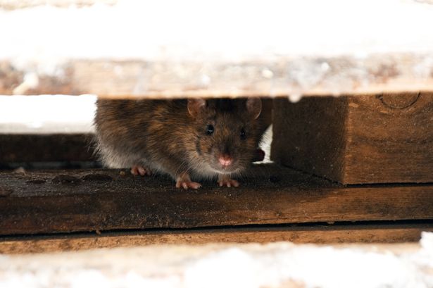 A picture of a mouse