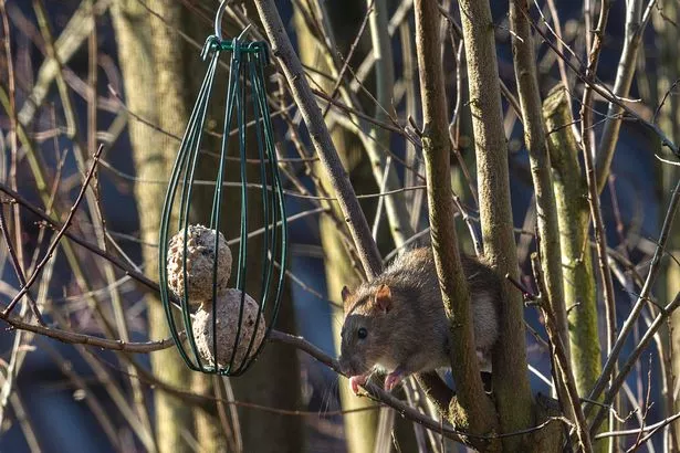 Rodent going towards bird feeder