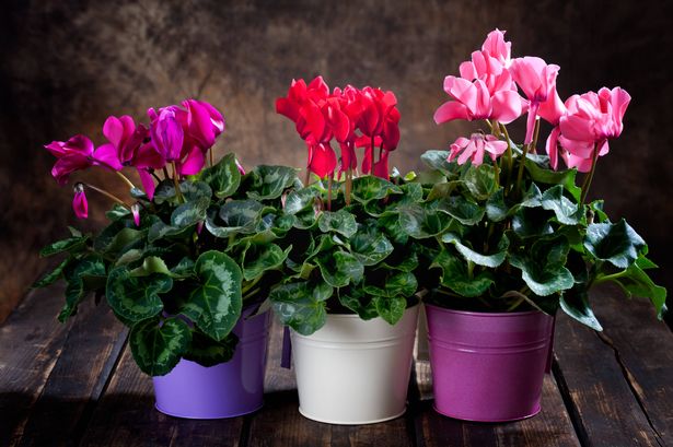 Red, purple and pink cyclamen in flower pots
