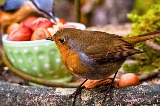 Robins will keep coming back to gardens if you leave out 1 kitchen cupboard staple