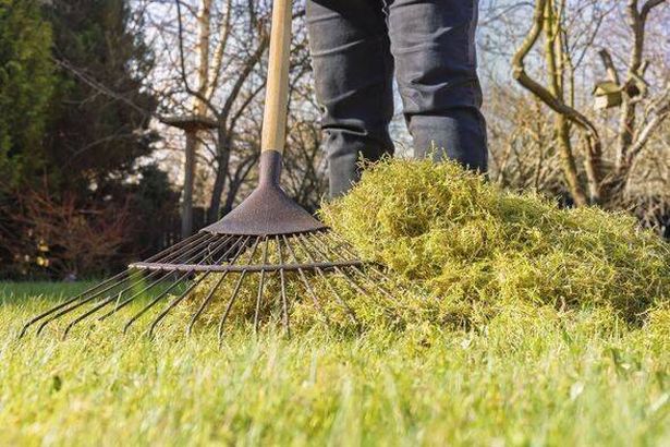 Scarifying lawn