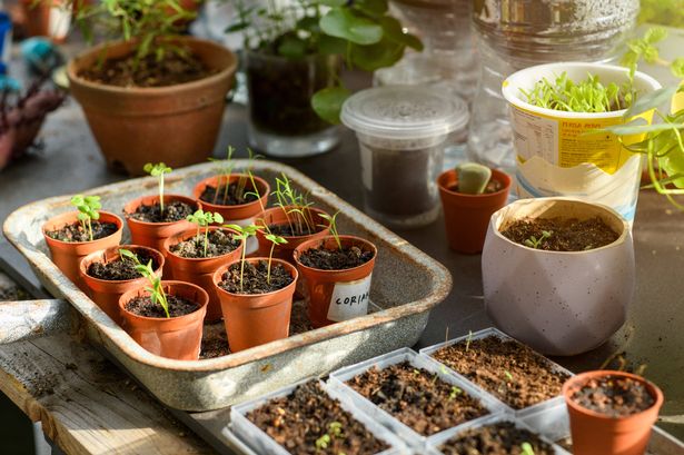 Seedlings planted in pots on a nursery table