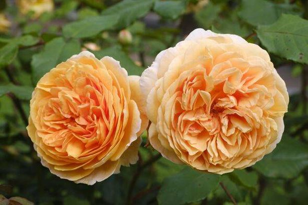 Shrub Rose (Rosa), Crown Princess Margareta