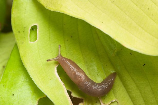 A slug on a leaf