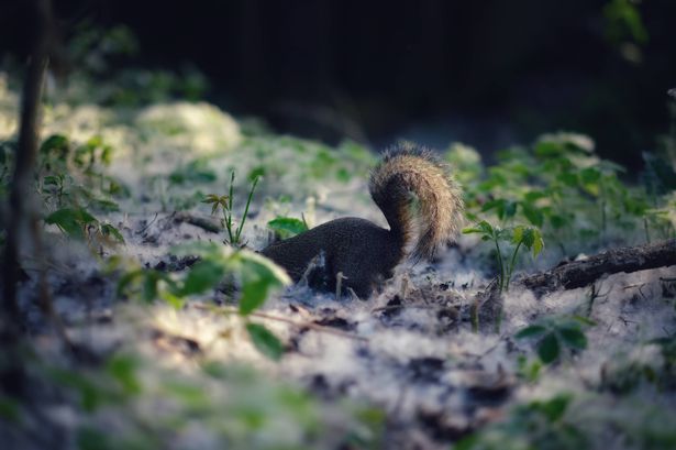 Squirrel digging acorns in the grove between white pollen. Excess squirrels in public parks as a symptom of pollution.
