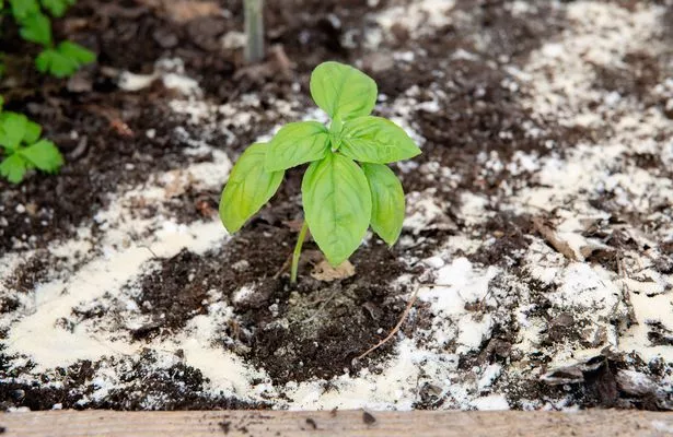 Flour sprinkled around a plant