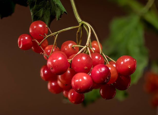 A macro shot focusing on a tight cluster of juicy red viburnum berries, with a soft, dark background