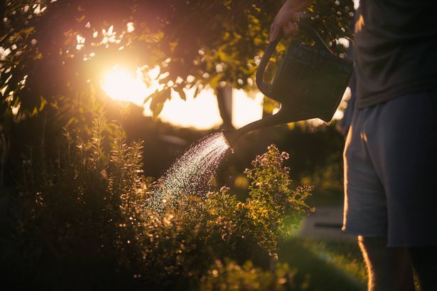Close-up of watering herbs in garden with watering can. Gardening in backyard of house.