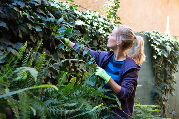 A woman gardening