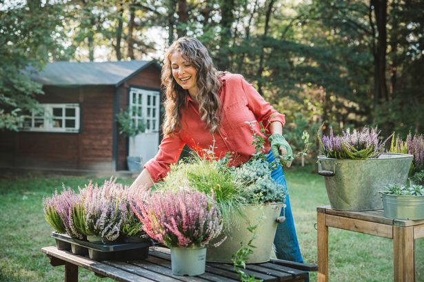 Woman planting flowers in back yard.