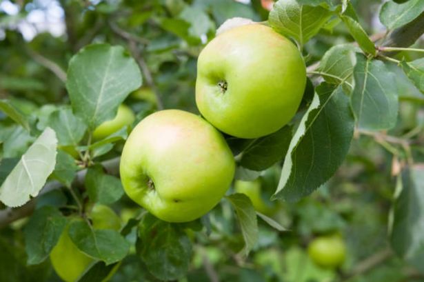 UK households with apple trees in garden could attract 'epidemic' sweeping England