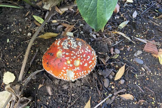 mushroom in uk garden