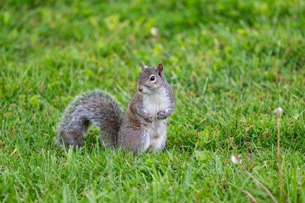 Eastern gray squirrel in the grass