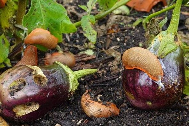 eggplants pierced by slugs. slug pest in slug crops. brown slugs eating eggplant leaves in the vegetable garden.
