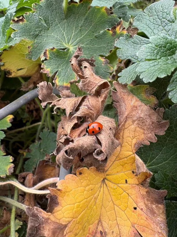 A ladybird looking for shelter in autumn