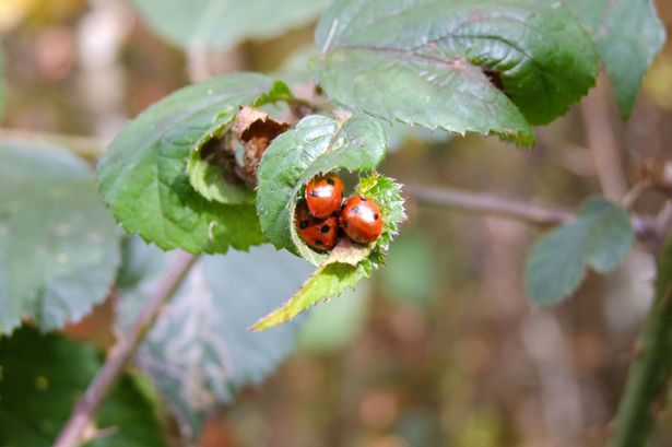 Ladybirds in autumn