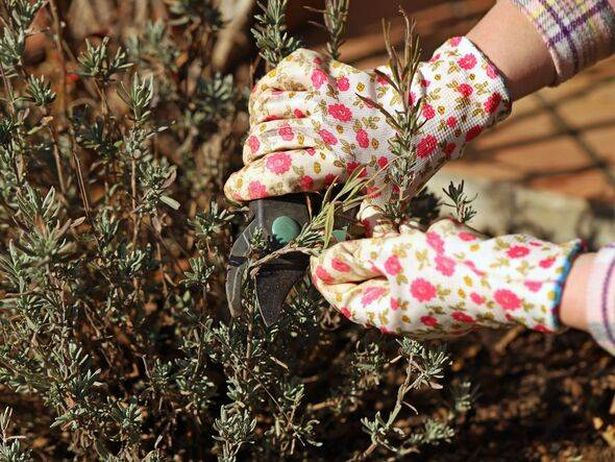 female hand in flower gloves holds bypass secateurs and cuts lavender bush, closeup of seasonal work in garden