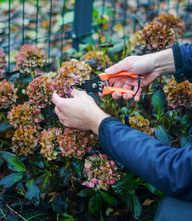 male hand cutting old hydrangea flowers with scissors before wintering . High quality photo