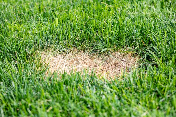 A dead brown spot in a green grass lawn