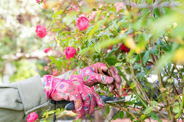 close up on hands wearing gardening gloves while using gardening scissors