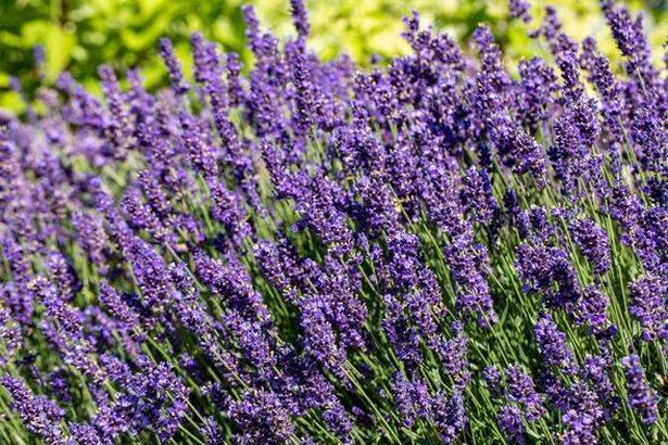 the blooming lavender flowers in Provence, near Sault, France