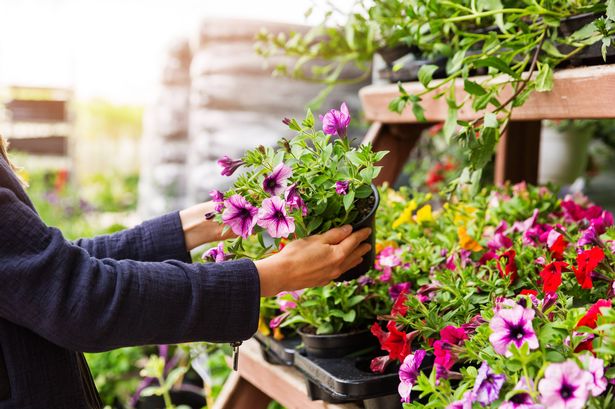 Woman chooses petunia flowers at garden plant nursery store