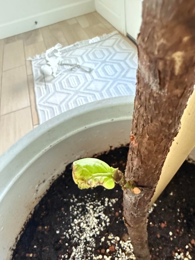 New to the fiddle leaf life