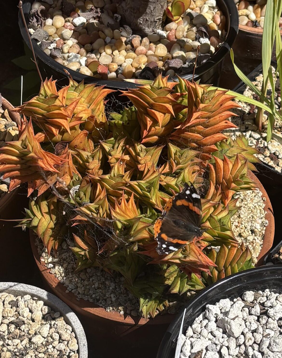 Vanessa atalanta taking a breather on my H. viscosa
