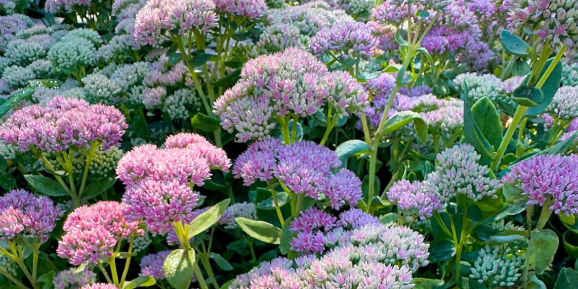 9 beautiful perennials to plant in September for a garden full of colour in 2026 9 beautiful perennials to plant in September for a garden full of colour in 2026