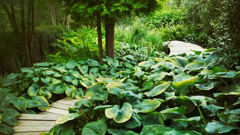 Green hostas surround a winding wooden path in a verdant forest.