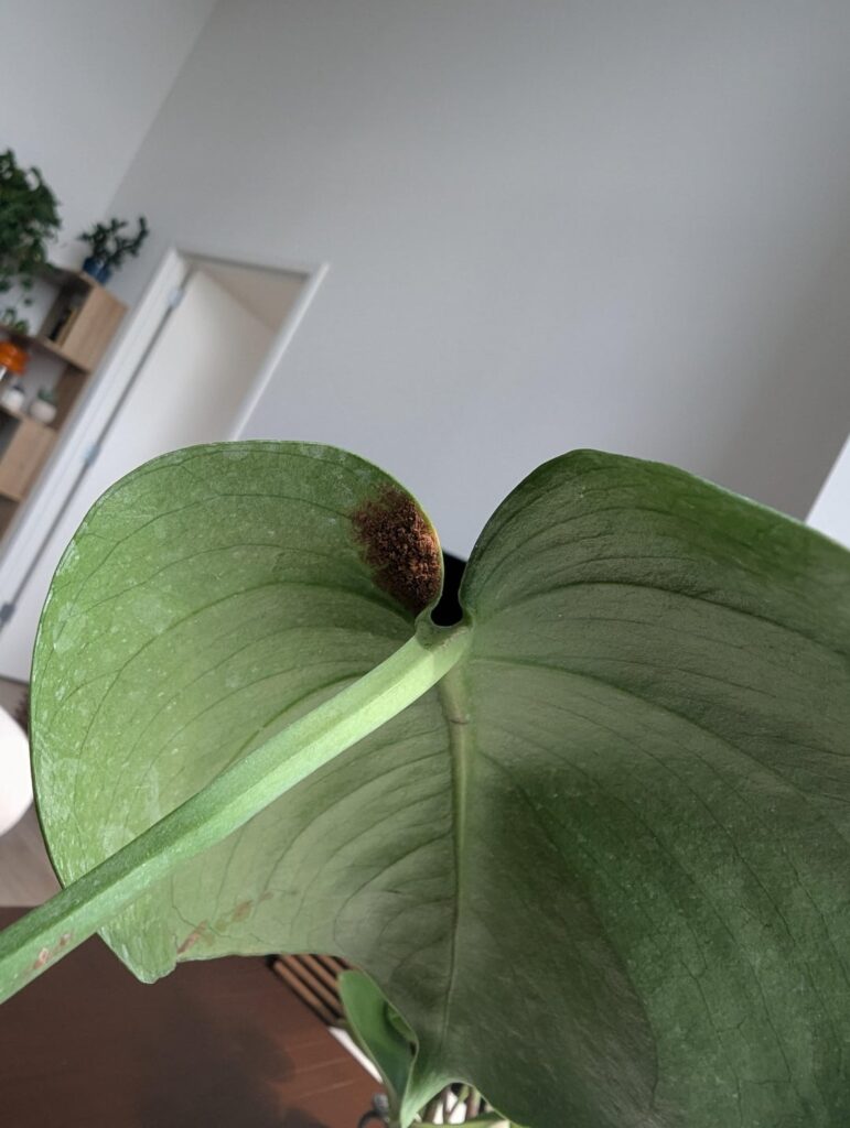 What is this on the back of Monstera leaf?