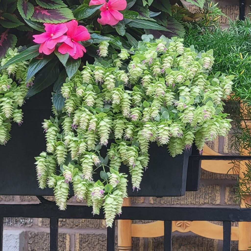 What is this plant in this planter