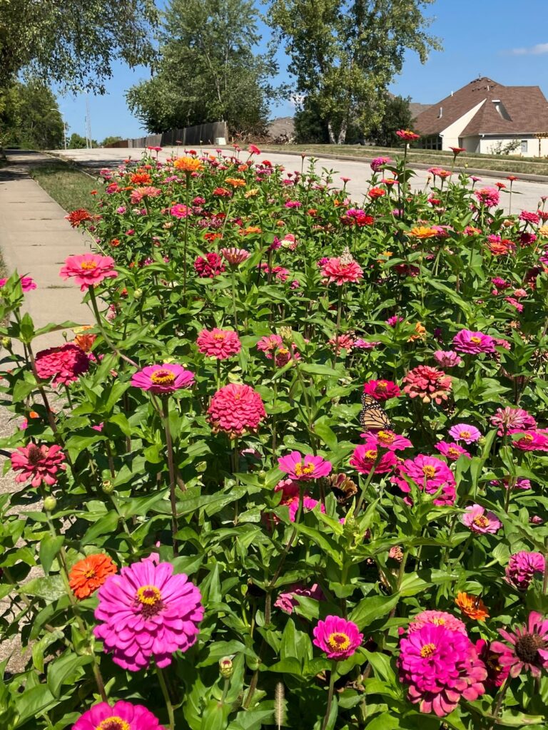 Street side butterfly farming.