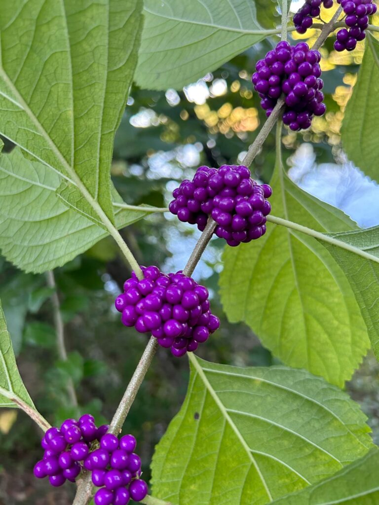 Found a few Beautyberry bushes starting to produce berries. Do they taste better when cooked than raw?