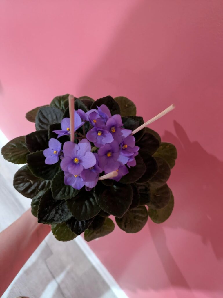Wanted to show off my blooming violet!
