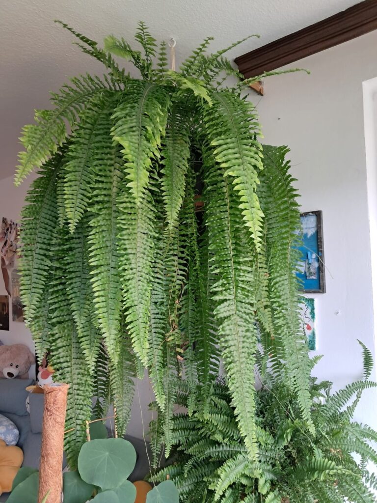 Just wanna show of my huge sword fern!