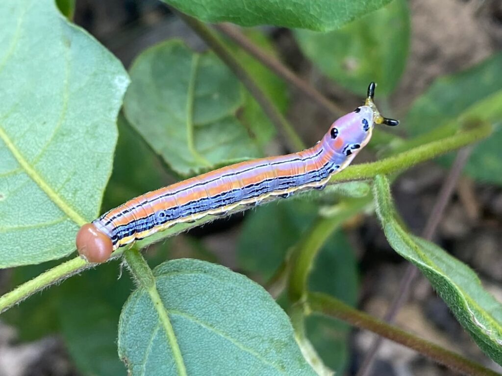 Found these 2 guys on my American wisteria seedling.