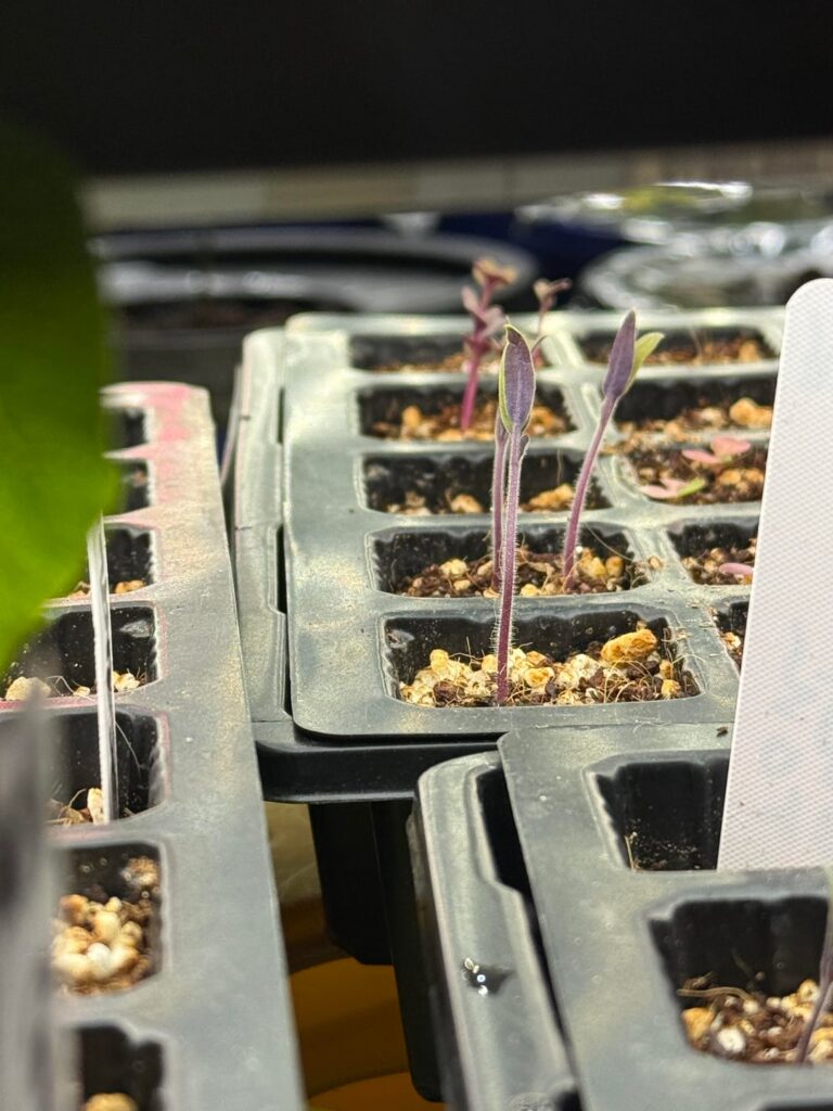 Leggy seedlings