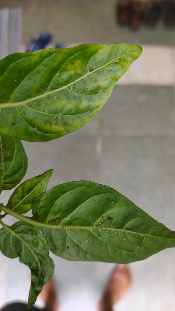 What are these on my chilli plant.