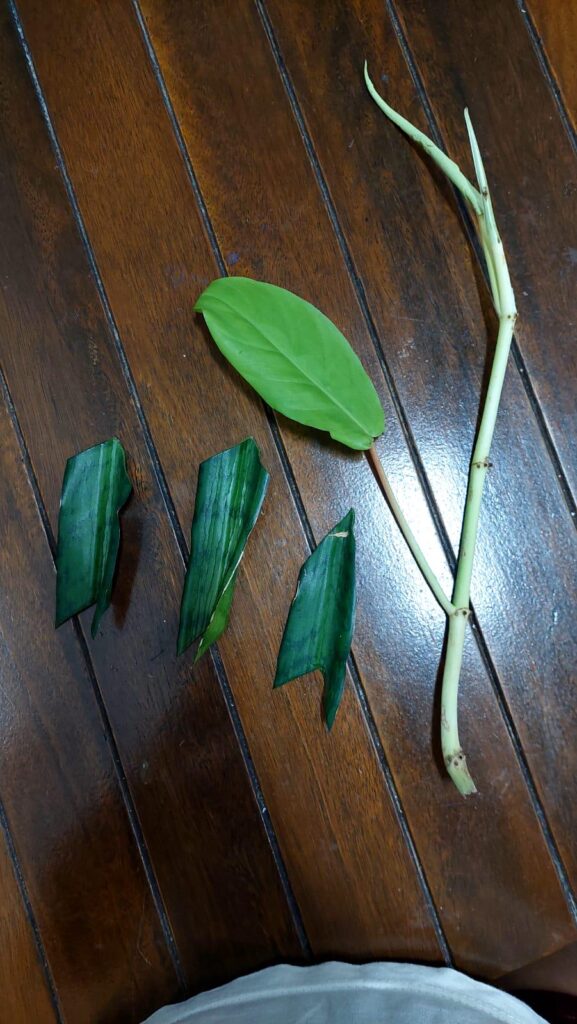 Fresh cuttings!!