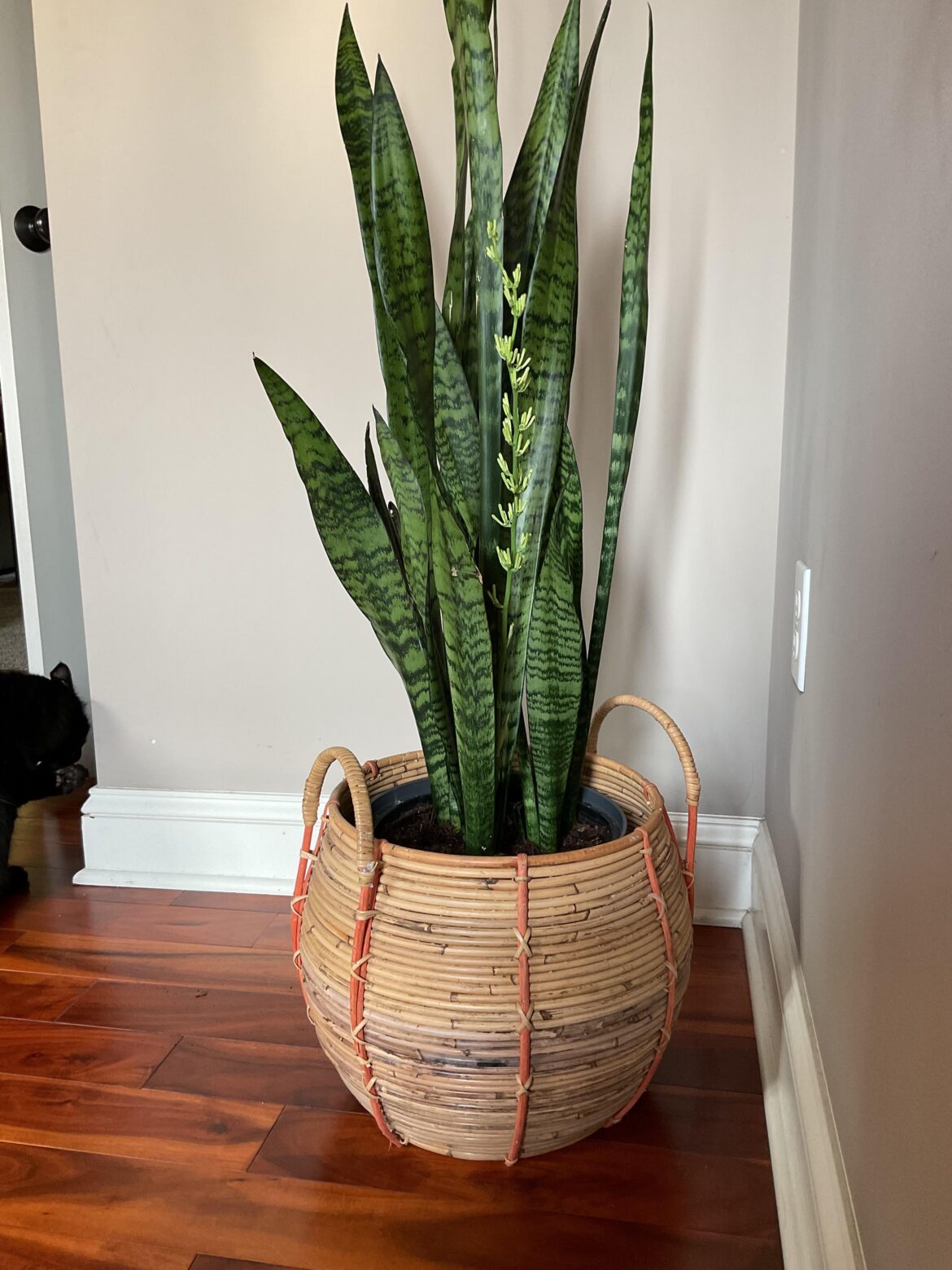 My snake plant is... shooting up a flower stalk?  Really??